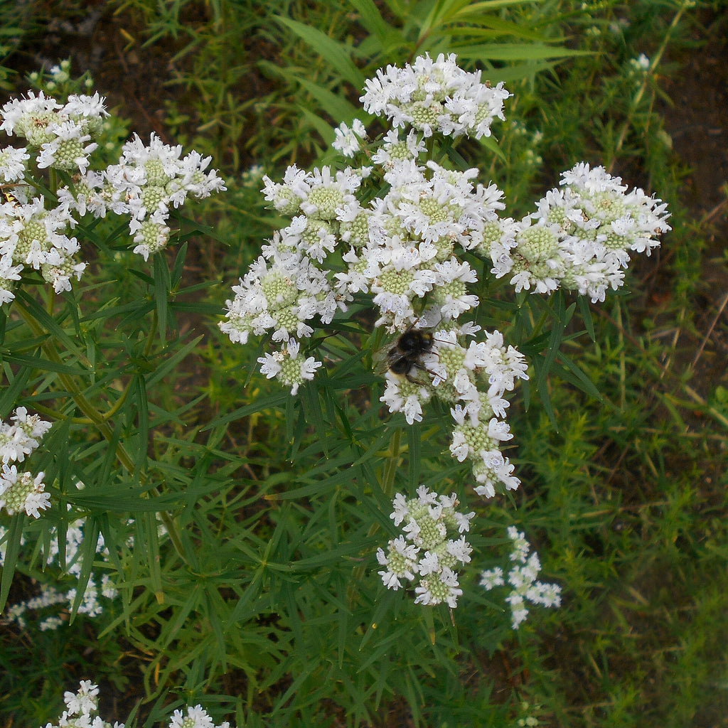 Pycnanthemum virginianum  - Virginia Mountain Mint