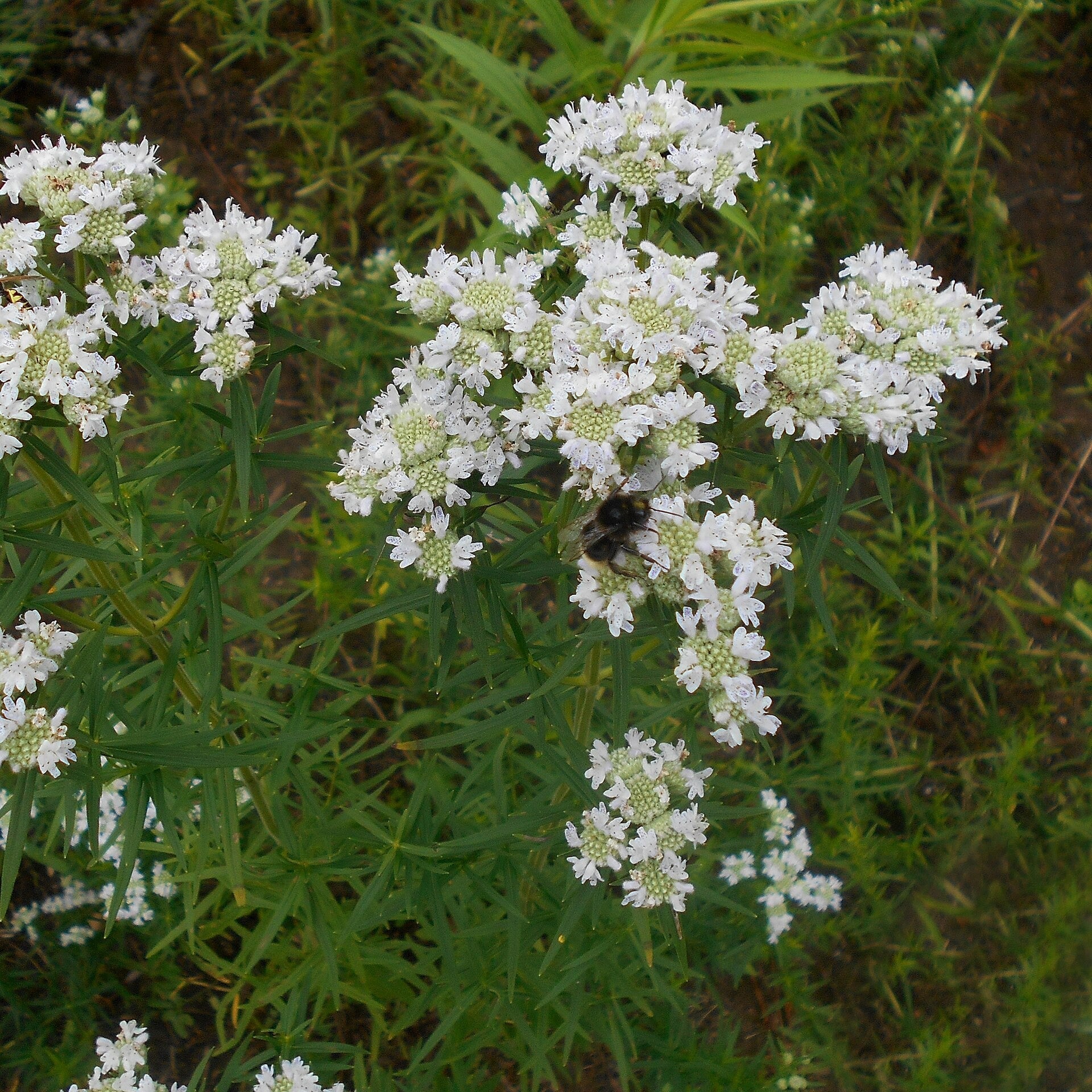 Pycnanthemum virginianum  - Virginia Mountain Mint