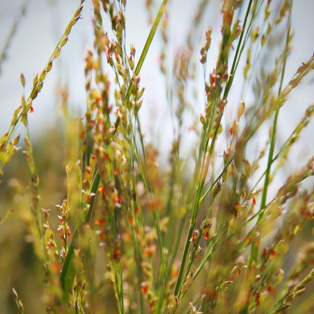 Panicum virgatum 'Northwind'  - Northwind Switch Grass