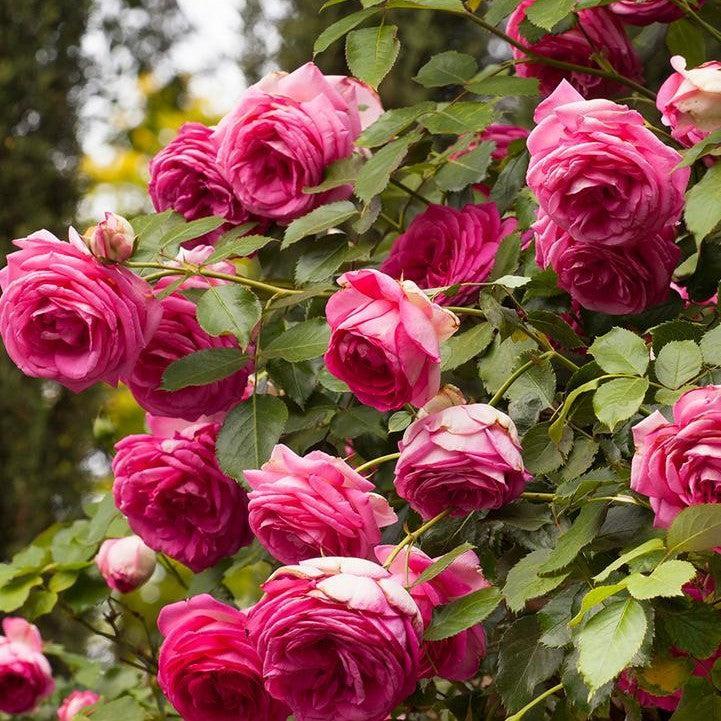 Rosa 'Margaret Mae' PP 20,953  - Eden Climber® Pretty in Pink Rose