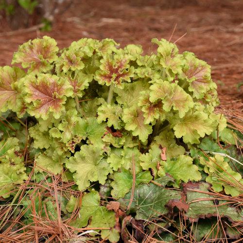 Heuchera 'Apple Twist' PP31,221  - PW® Dolce® Apple Twist Heuchera