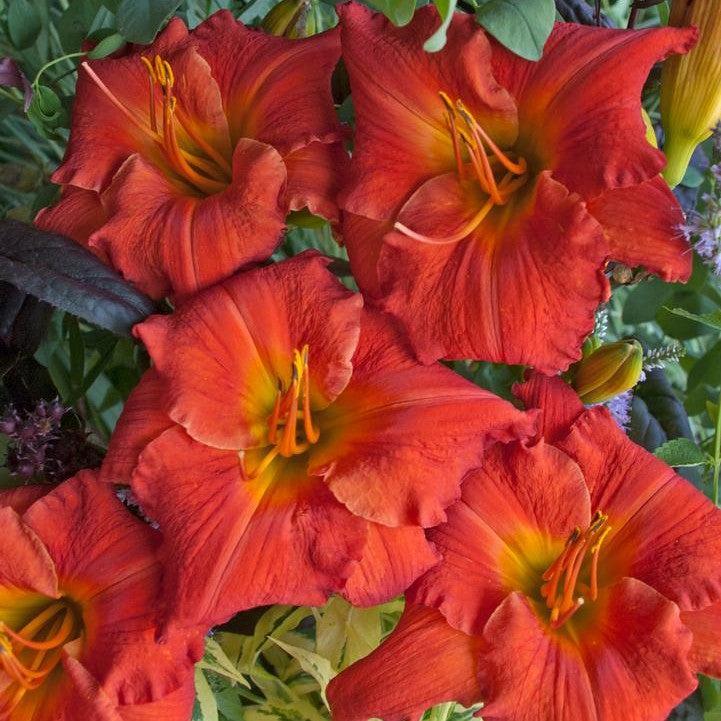 Hemerocallis 'Desert Flame'  - Desert Flame Daylily