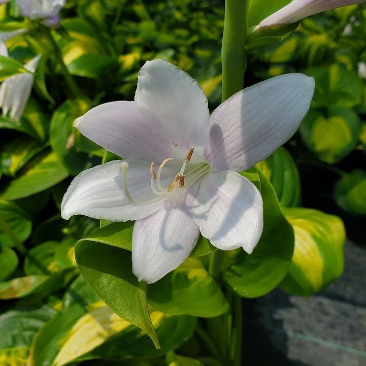 Hosta 'Avocado'  - Avocado Hosta