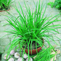 Allium tuberosum 'Geisha'  - Geisha Garlic Chives
