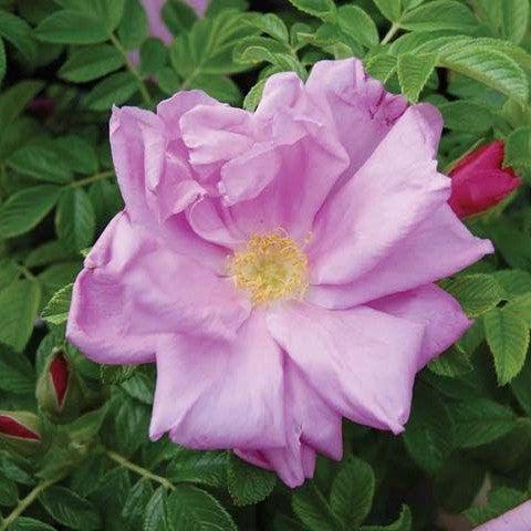 Rosa rugosa 'Pink Pavement'  - Pink Pavement Rugosa Rose