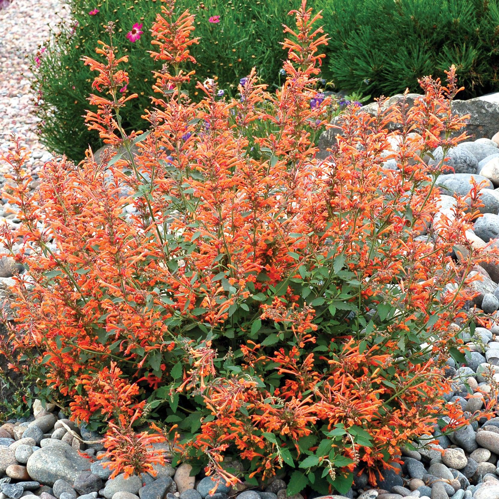 Agastache ‘Kudos Mandarin’  - Kudos™ Mandarin Hummingbird Mint, Hyssop