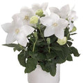 Platycodon grandiflorus 'Astra White'  - Astra White Balloon Flower