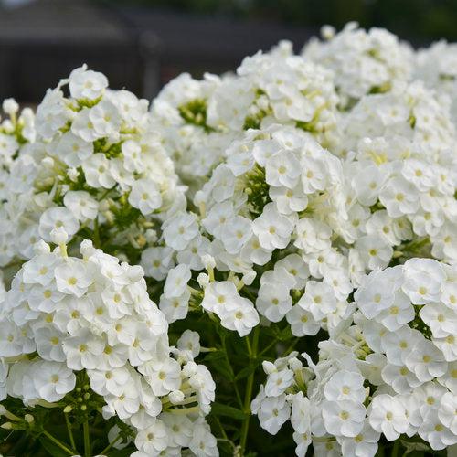 Phlox paniculata 'Luminary Backlight'  - Luminary® Backlight Phlox