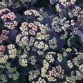 Sedum x 'Night Light'  - Night Light Stonecrop