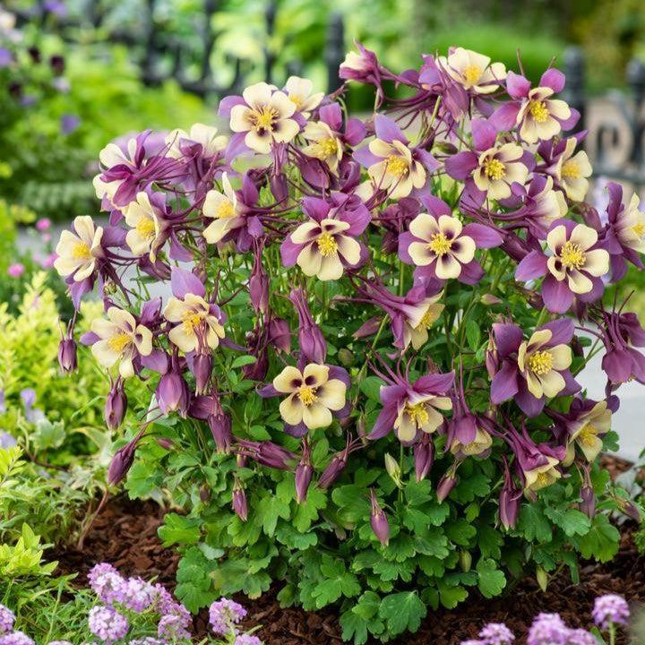 Aquilegia 'PAS1258488'  - Earlybird™ Purple Yellow Columbine