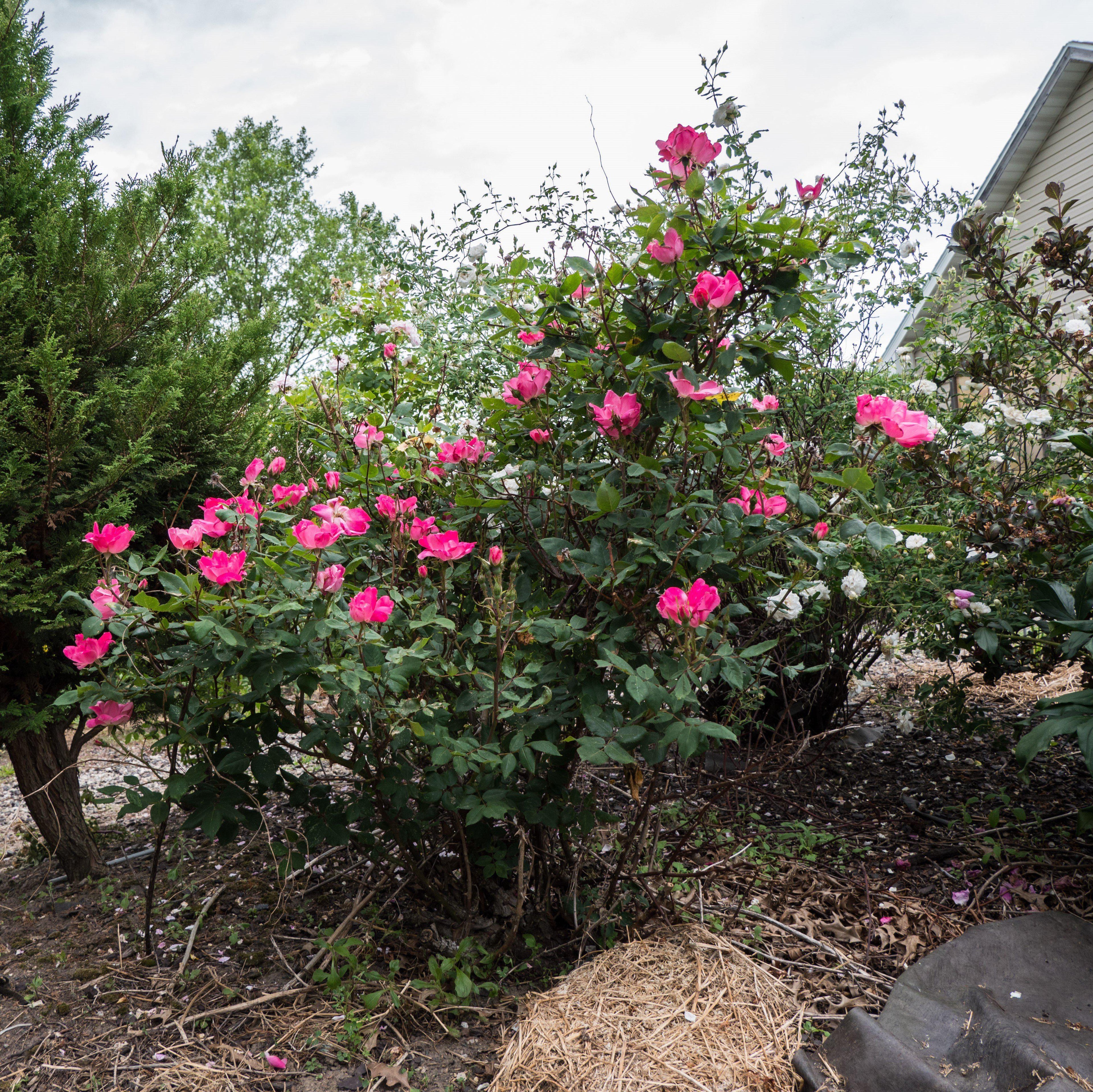 Rosa ‘Radcon’ PP#15,070  - Pink Knock Out® Rose