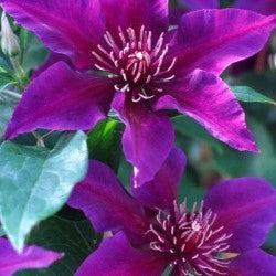 Clematis 'Evijo042'  - Fleur™ Clematis