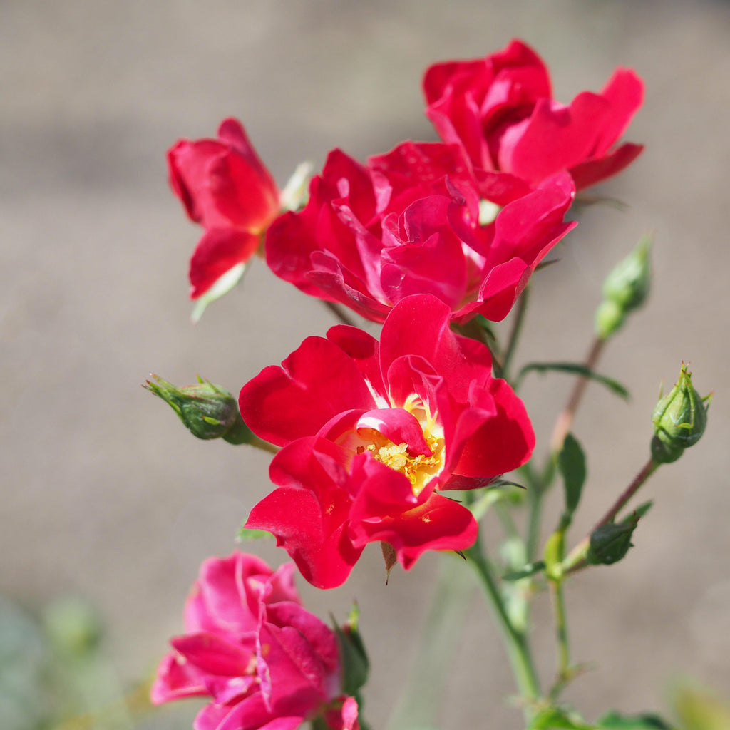 Rosa 'Meigalpio' PP#17,877  - Red Drift® Rose