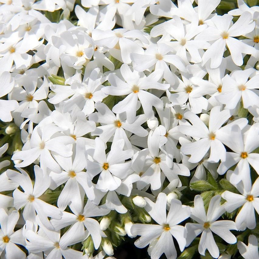 Phlox subulata 'Snowflake'  - Snowflake Creeping Phlox