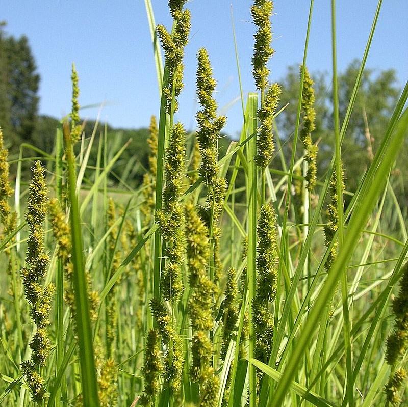 Carex vulpinoidea  - Fox Sedge