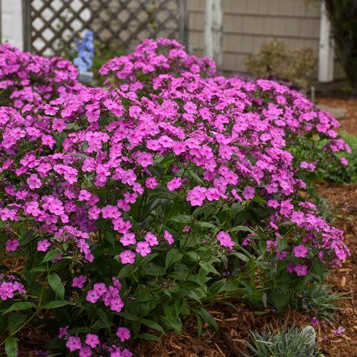 Phlox 'Cloudburst'  - Cloudburst Phlox