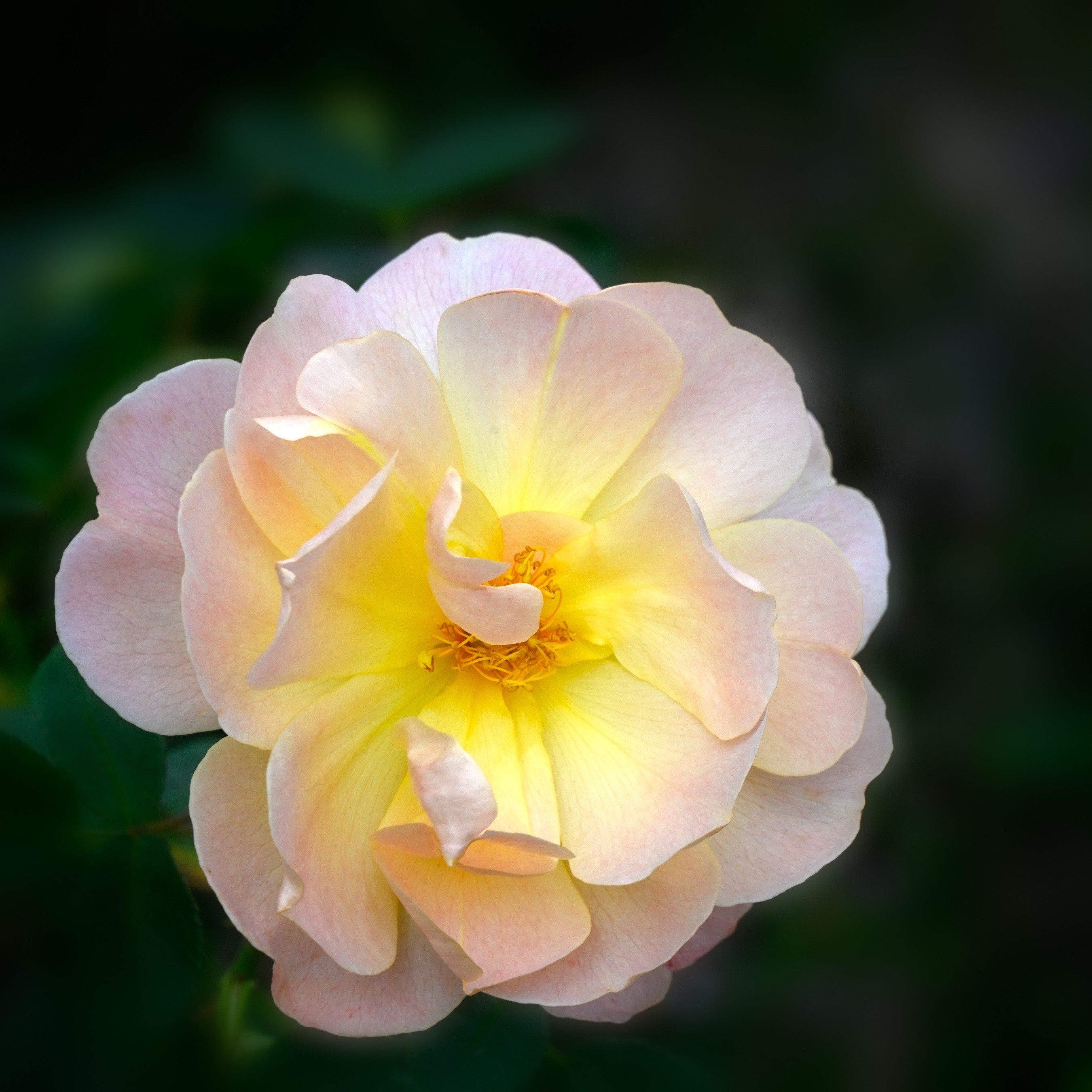 Rosa 'Ausursula'  - The Lark Ascending® Rose
