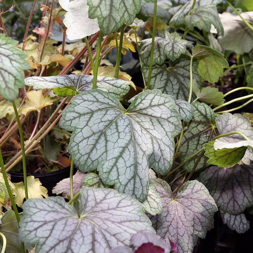 Green Spice Coral Bells (Heuchera americana) — Native Shade Perennial