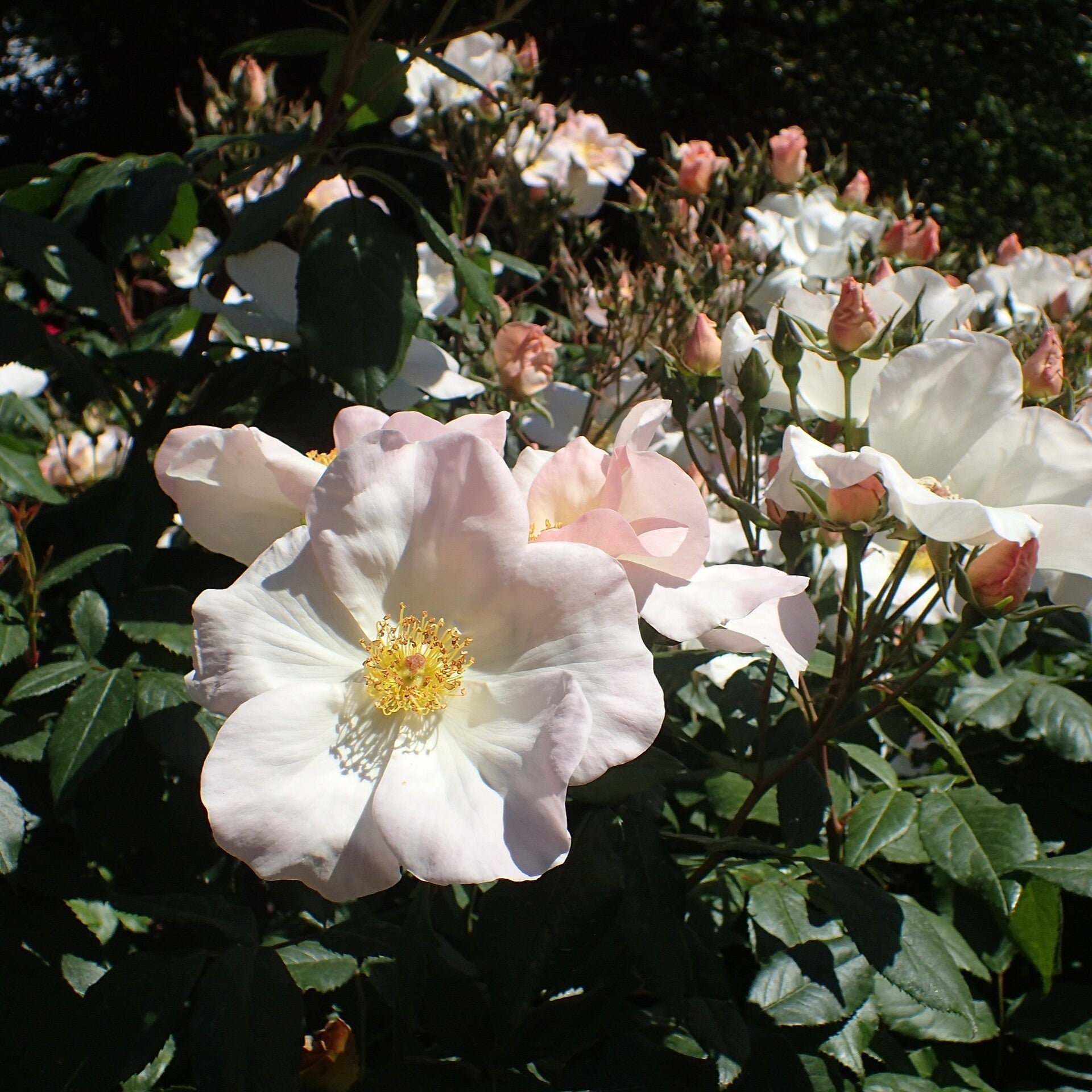 Rosa 'Sally Holmes'  - Sally Holmes Climbing Rose