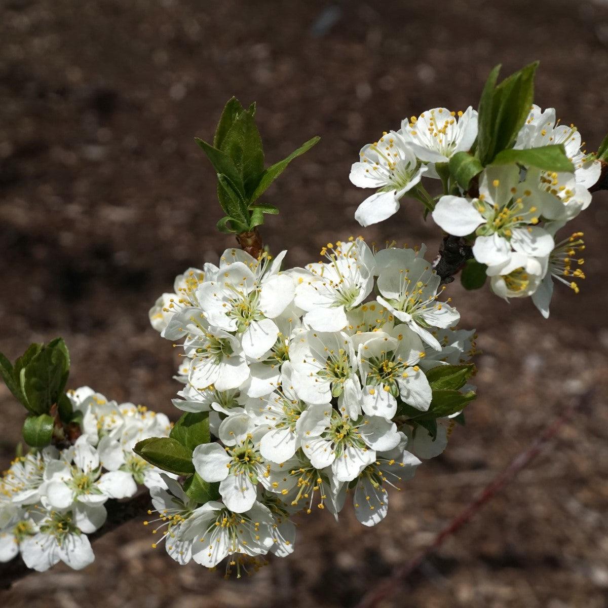 Prunus maritima  - Beach Plum