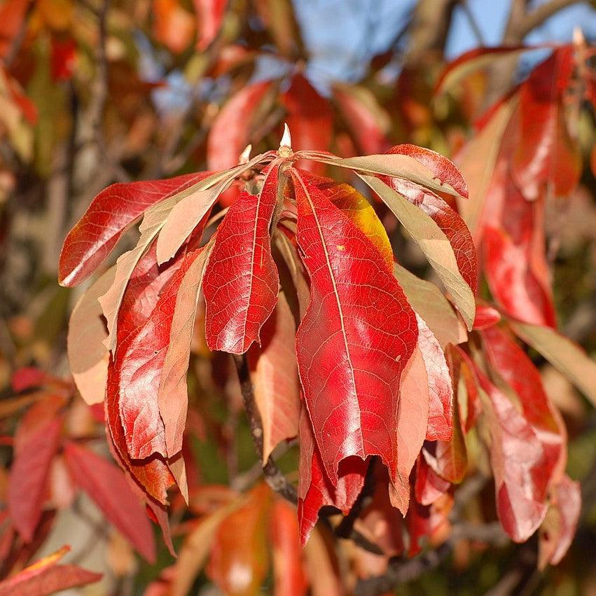 Franklinia alatamaha  - Franklin Tree