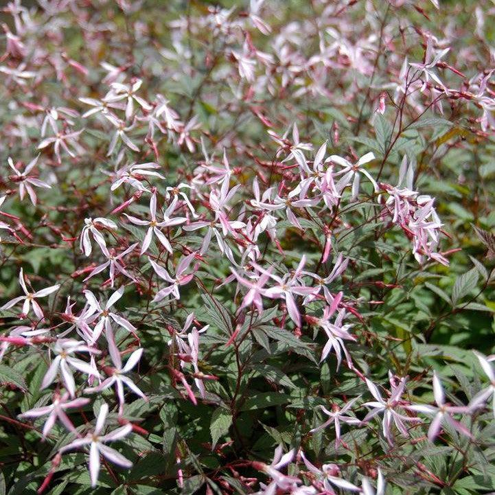 Porteranthus trifoliatus 'Pink Profusion'  - Pink Profusion Bowman's Root
