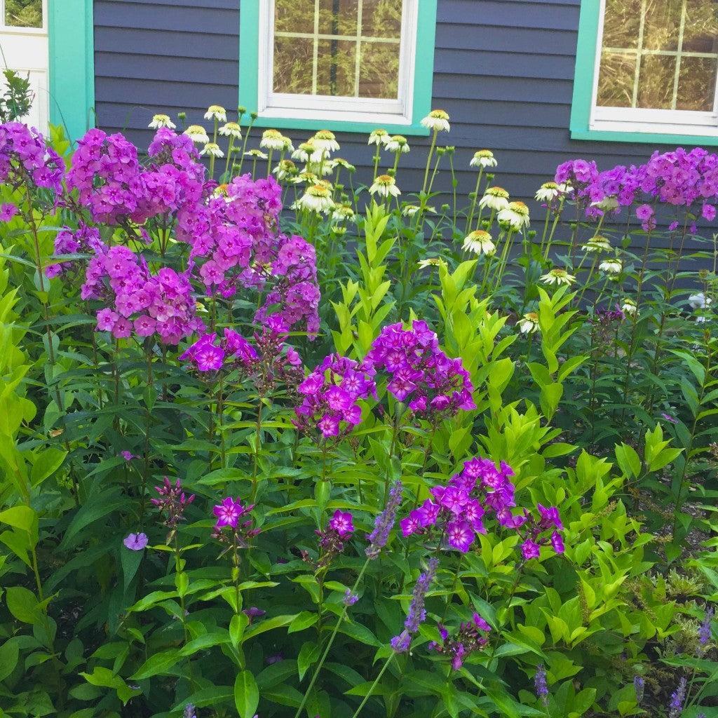 Grape Lollipop Phlox (Phlox paniculata) — Fragrant Native Purple Perennial