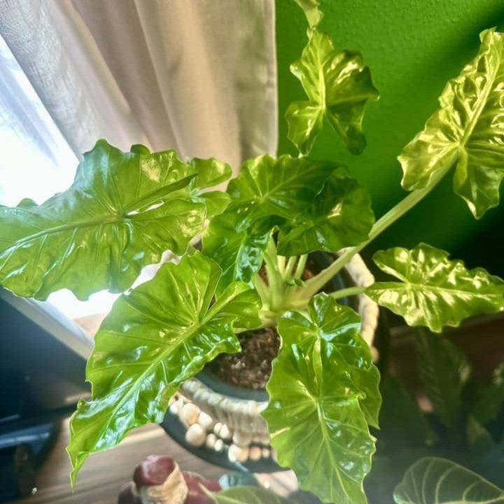 Alocasia 'Low Rider'  - Low Rider Alocasia