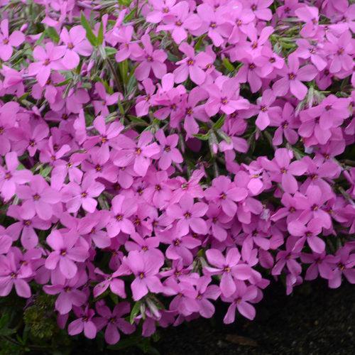 Phlox x 'Magenta Sprite'  - PW® Magenta Sprite Phlox