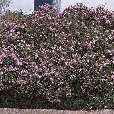 Syringa meyeri 'Palibin'  - Dwarf Korean Lilac