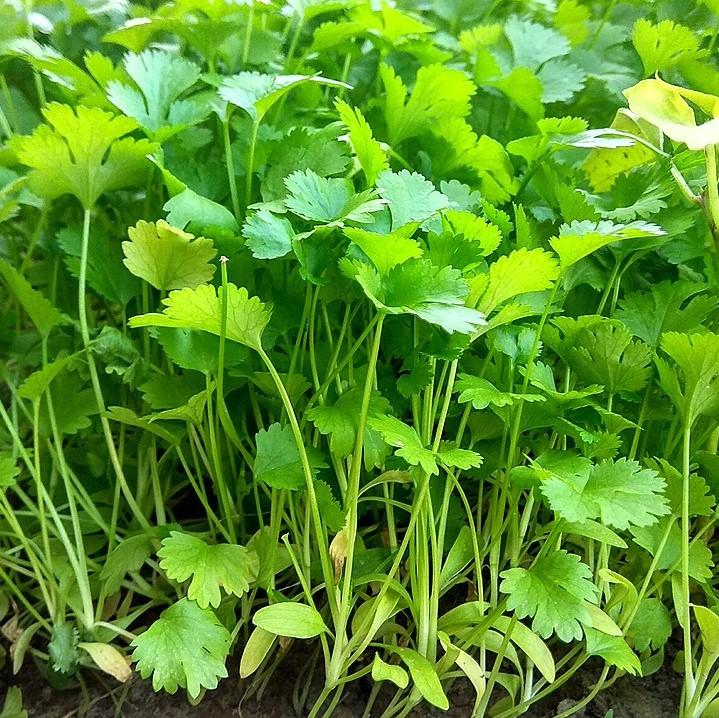Coriandrum sativum  - Cilantro, Coriander