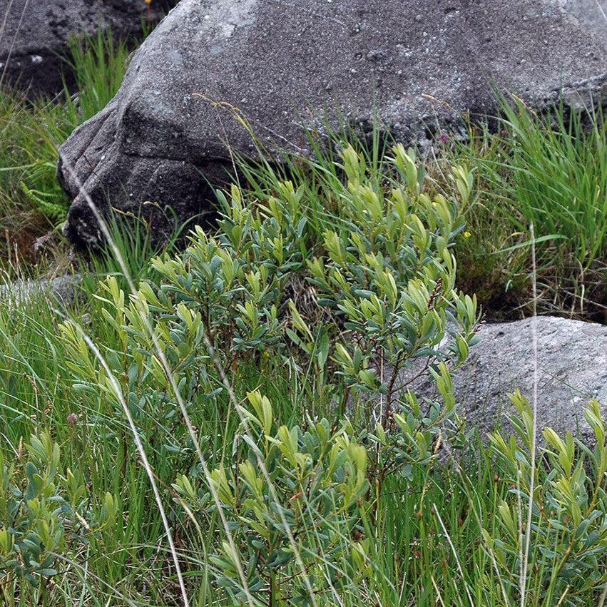 Myrica gale  - Sweetgale