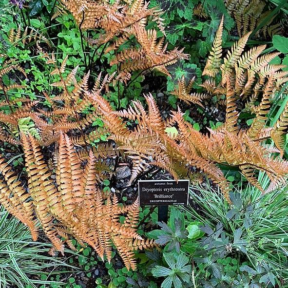 Dryopteris erythrosora 'Brilliance'  - Brilliance Autumn Fern