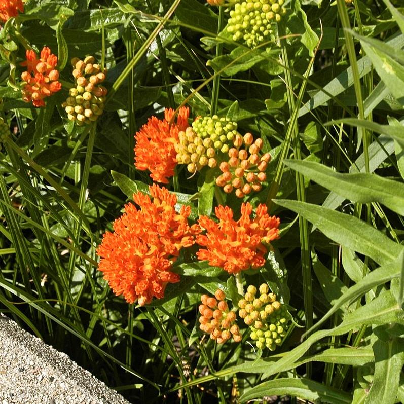 Asclepias tuberosa  - Butterfly Weed
