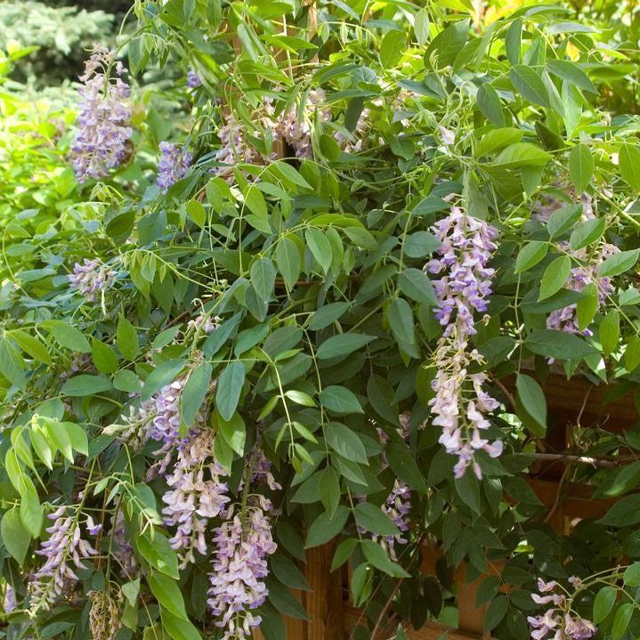 Wisteria macrostachys 'Betty Mathews'  - First Editions® Summer Cascade™ Wisteria