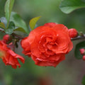 Chaenomeles speciosa 'Orange Storm' USPP 20,950  - PW® Double Take™ Orange Flowering Quince