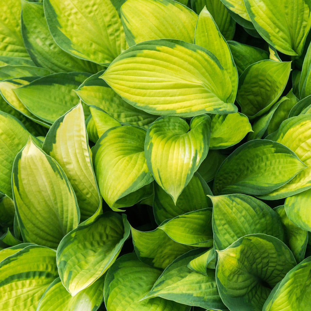 Stained Glass Hosta — Large Gold & Green Fragrant Shade Perennial