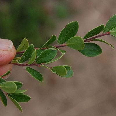 Arctostaphylos uva-ursi 'Massachusetts'  - Massachusetts Bearberry