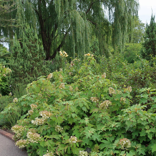 Alice Oakleaf Hydrangea — Hydrangea quercifolia