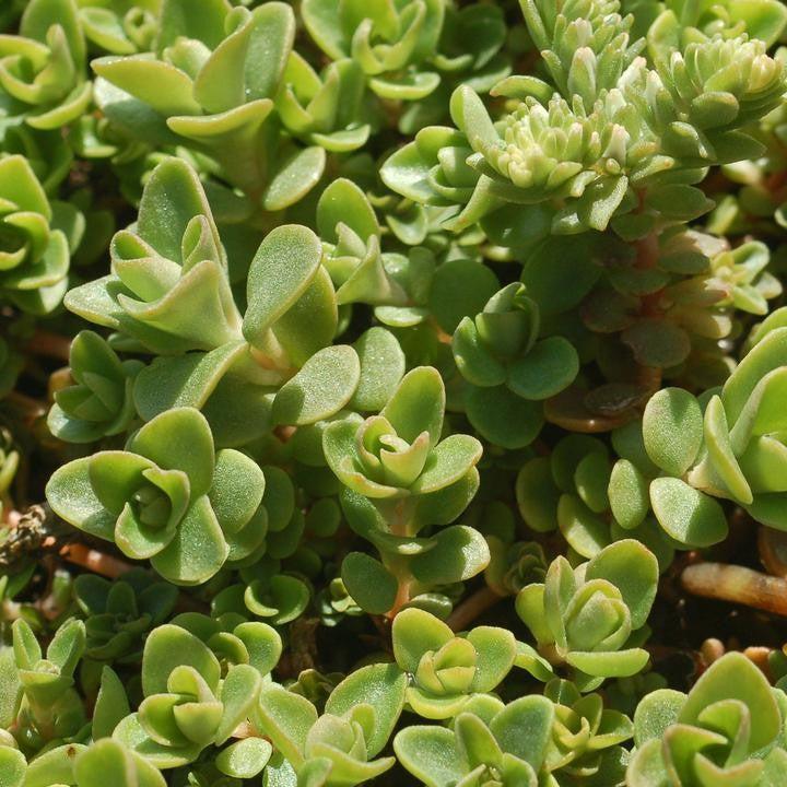 Sedum ternatum 'Larinem Park'  - Larinem Park Three-Leaved Stonecrop