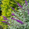 Buddleia x 'Miss Violet' PP #28,448  - Miss Violet Butterfly Bush
