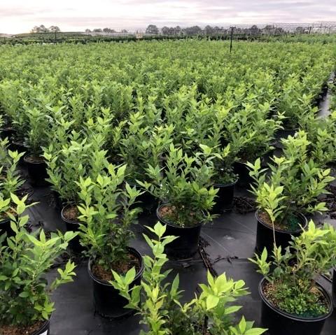 Ilex verticillata 'Winter Red'  - Winter Red Winterberry