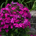 Phlox paniculata 'Ultraviolet'  - Luminary® Ultraviolet Phlox
