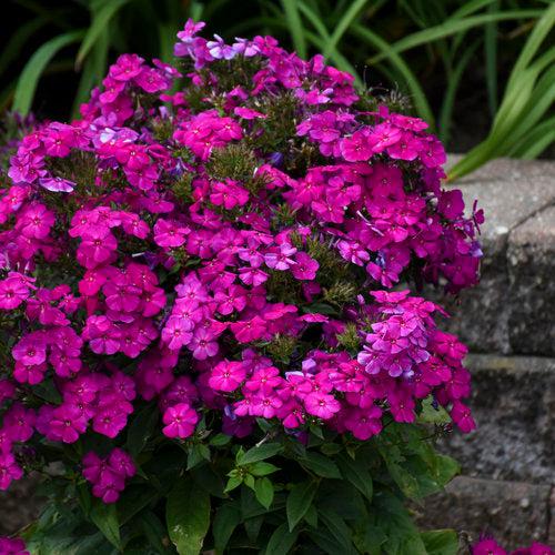 Phlox paniculata 'Ultraviolet'  - Luminary® Ultraviolet Phlox
