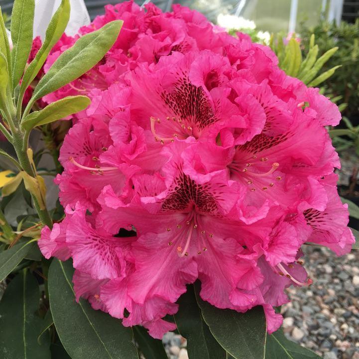 Rhododendron ‘Raspberry Ruffles’  - Holden's™ Raspberry Ruffles Azalea