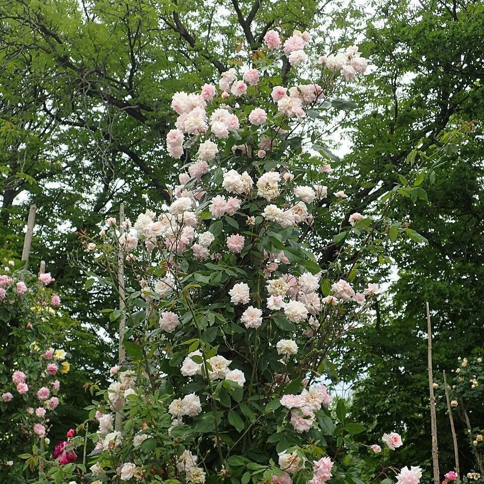 Rosa ‘Cecile Brunner’  - Cecile Brunner™ Climbing Rose