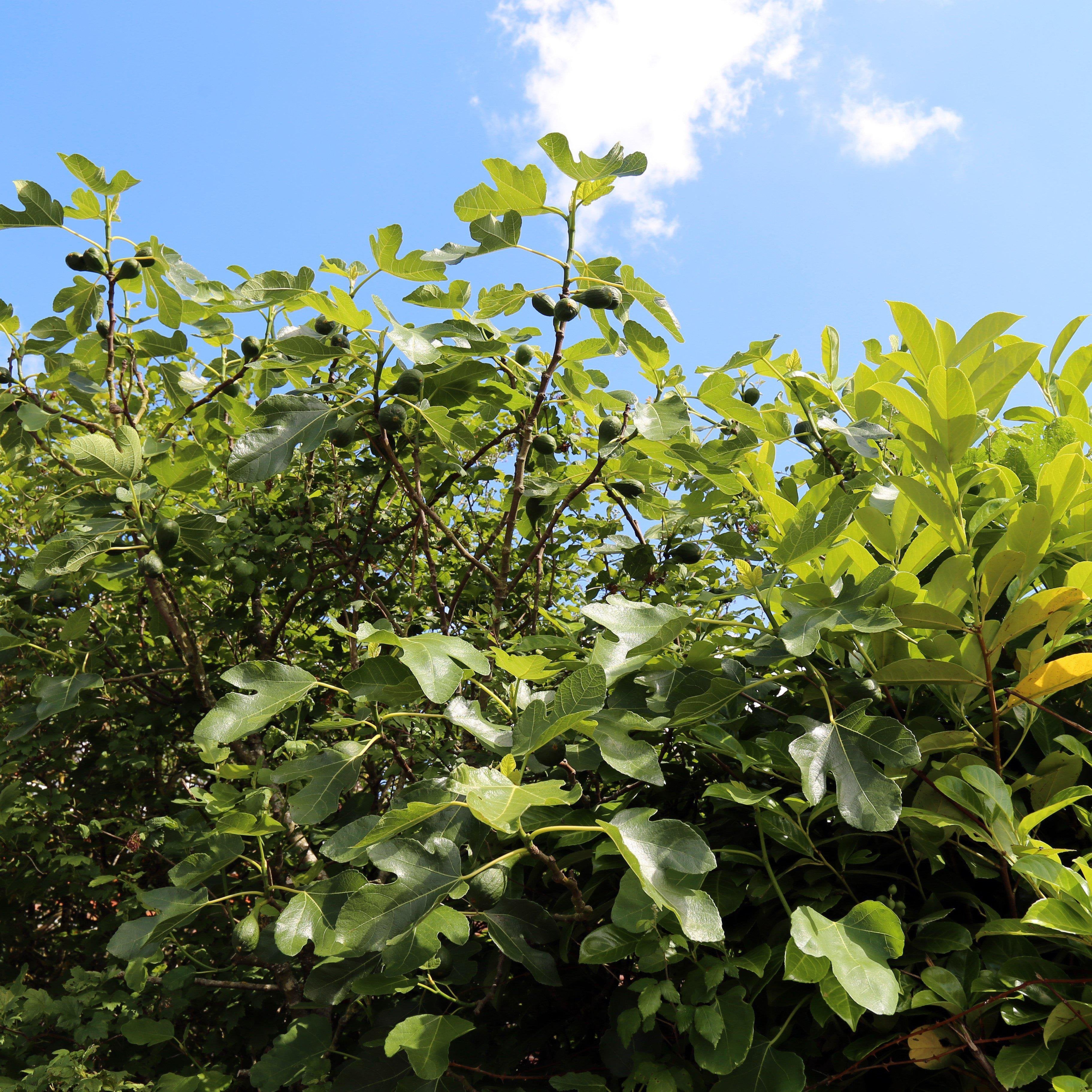 Ficus carica 'Brown Turkey'  - Brown Turkey Fig
