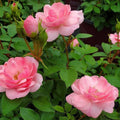 Rosa 'BAlbmas'  - Easy Elegance® Pinktopia Rose