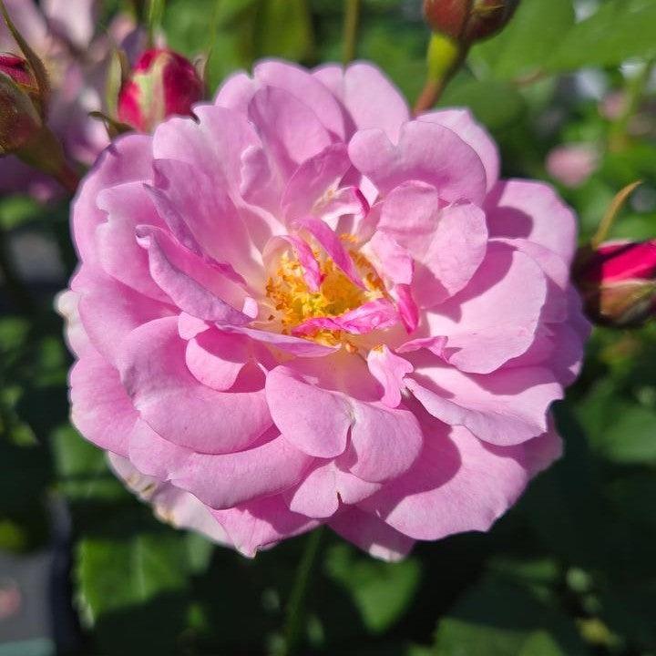 Rosa x 'ChewLilacdays'  - Rise Up® Lilac Days® Climbing Rose