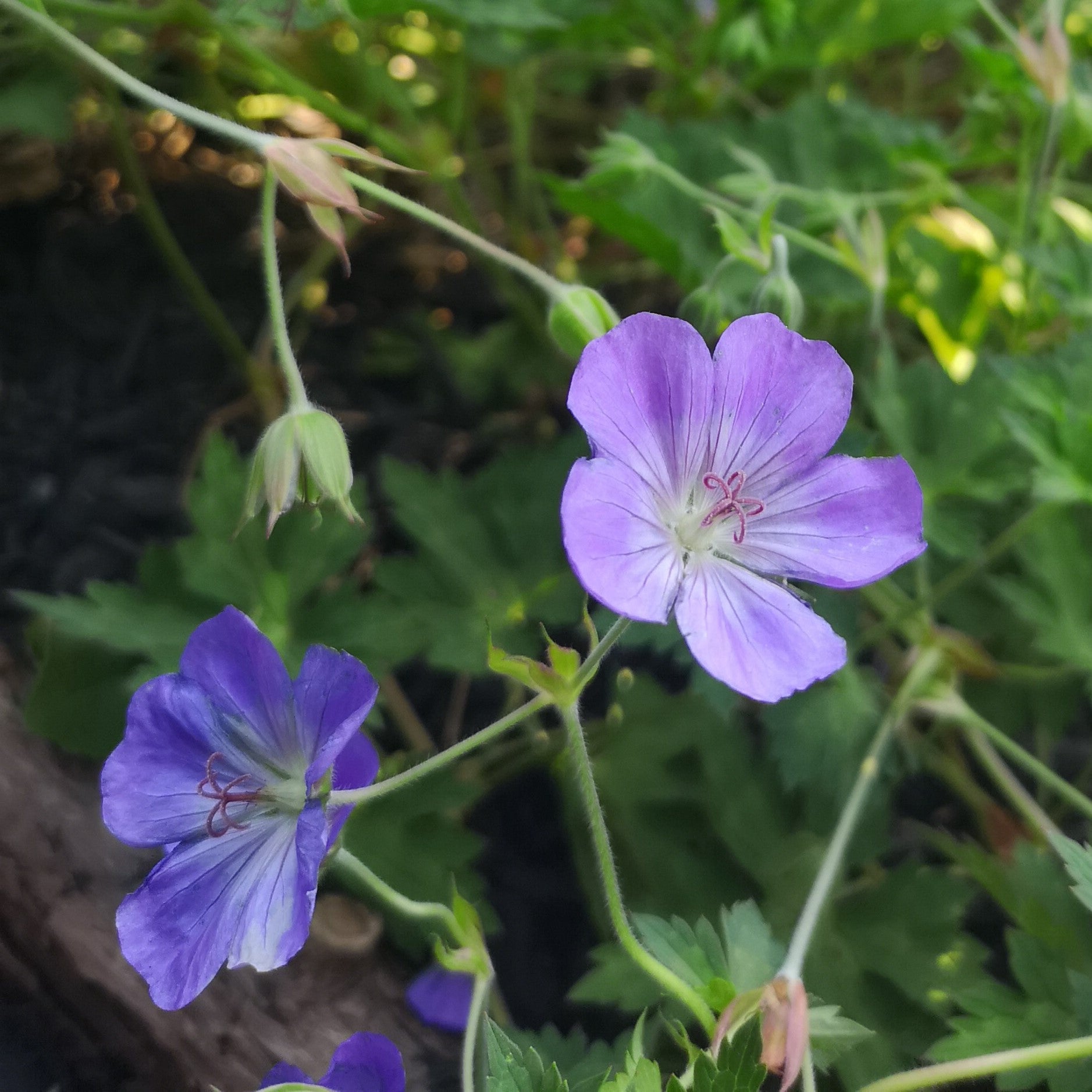 Azure Rush Cranesbill (Geranium 'Azure Rush') — Long-Blooming Blue Perennial